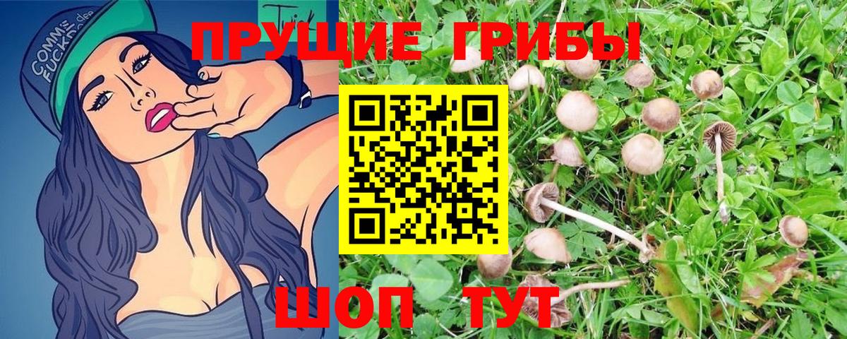 Псилоцибиновые грибы Cubensis Чусовой